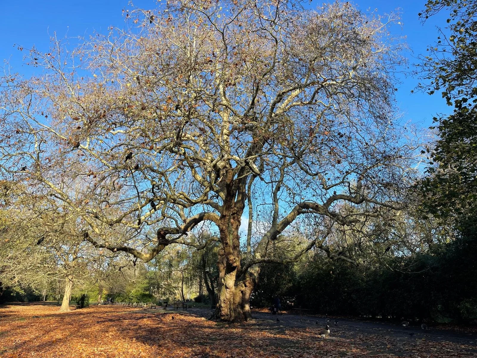 Large leafless tree in a park with fallen leaves on the ground, under a clear blue sky.