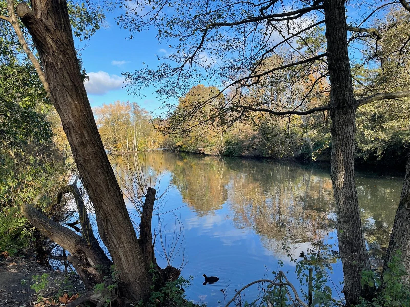 A peaceful river surrounded by trees with fall foliage under a blue sky with some clouds.
