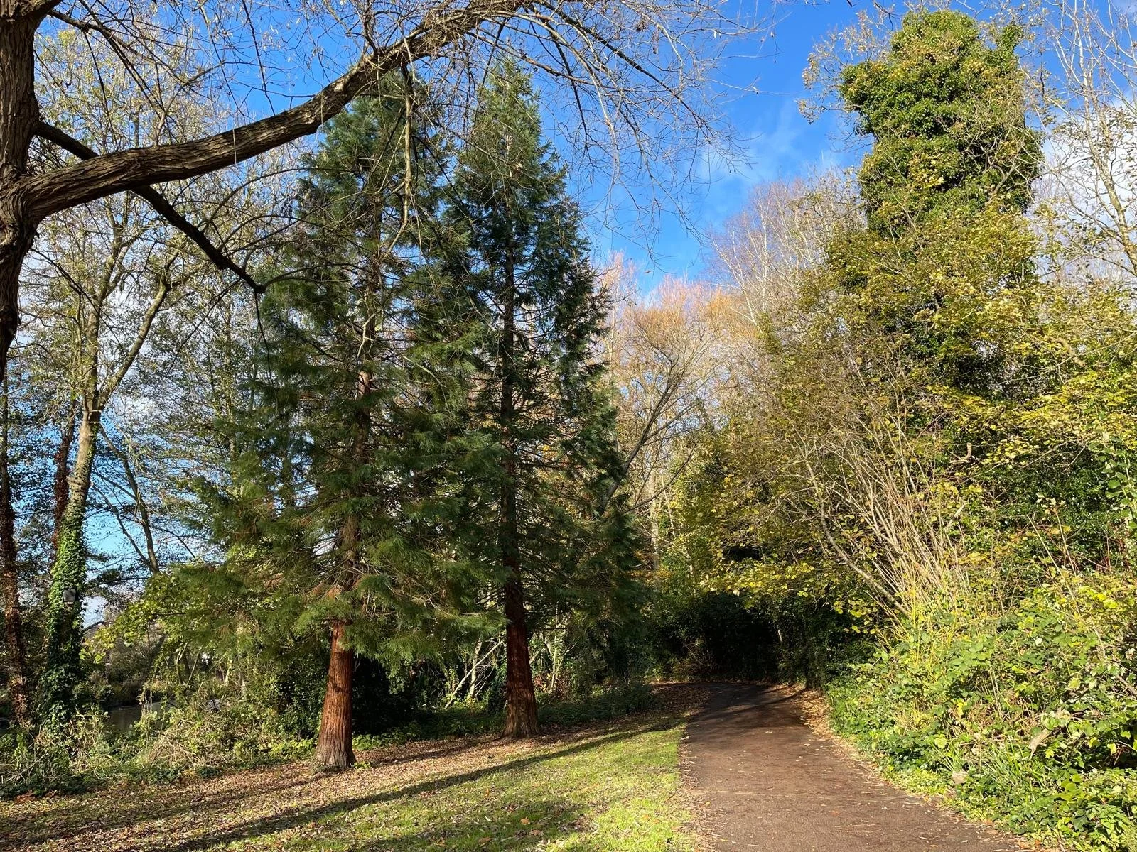 A dirt path winding through a lush, green forest with tall trees and a bright blue sky overhead.