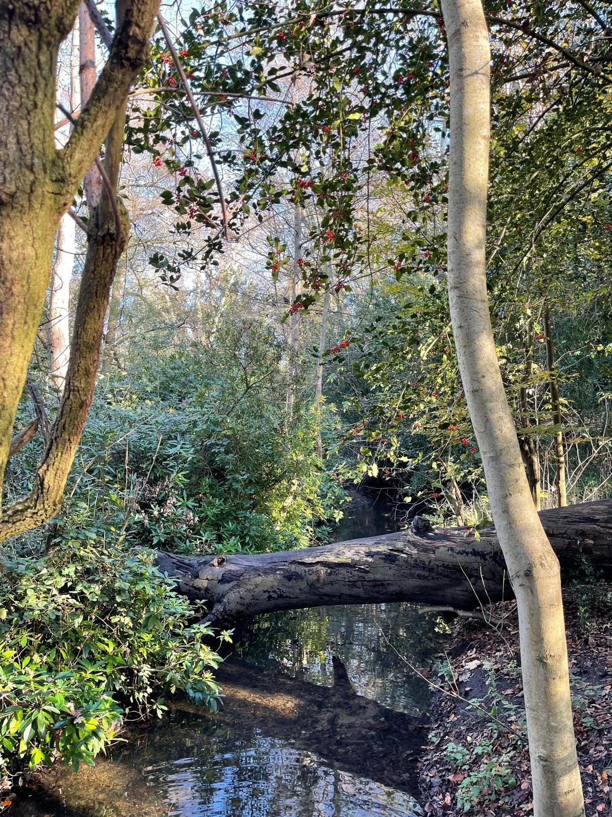A fallen tree spans a small creek in a forest, surrounded by various green trees and plants, with sunlight filtering through the branches.