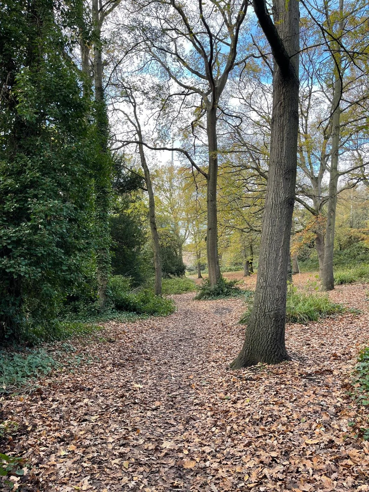 A wooded park trail covered with fallen leaves, with trees on both sides and a partly cloudy sky visible through the branches.