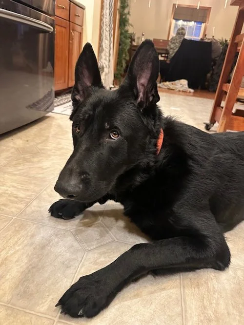 A black dog with pointed ears lying on a tile floor inside a home, looking at the camera.