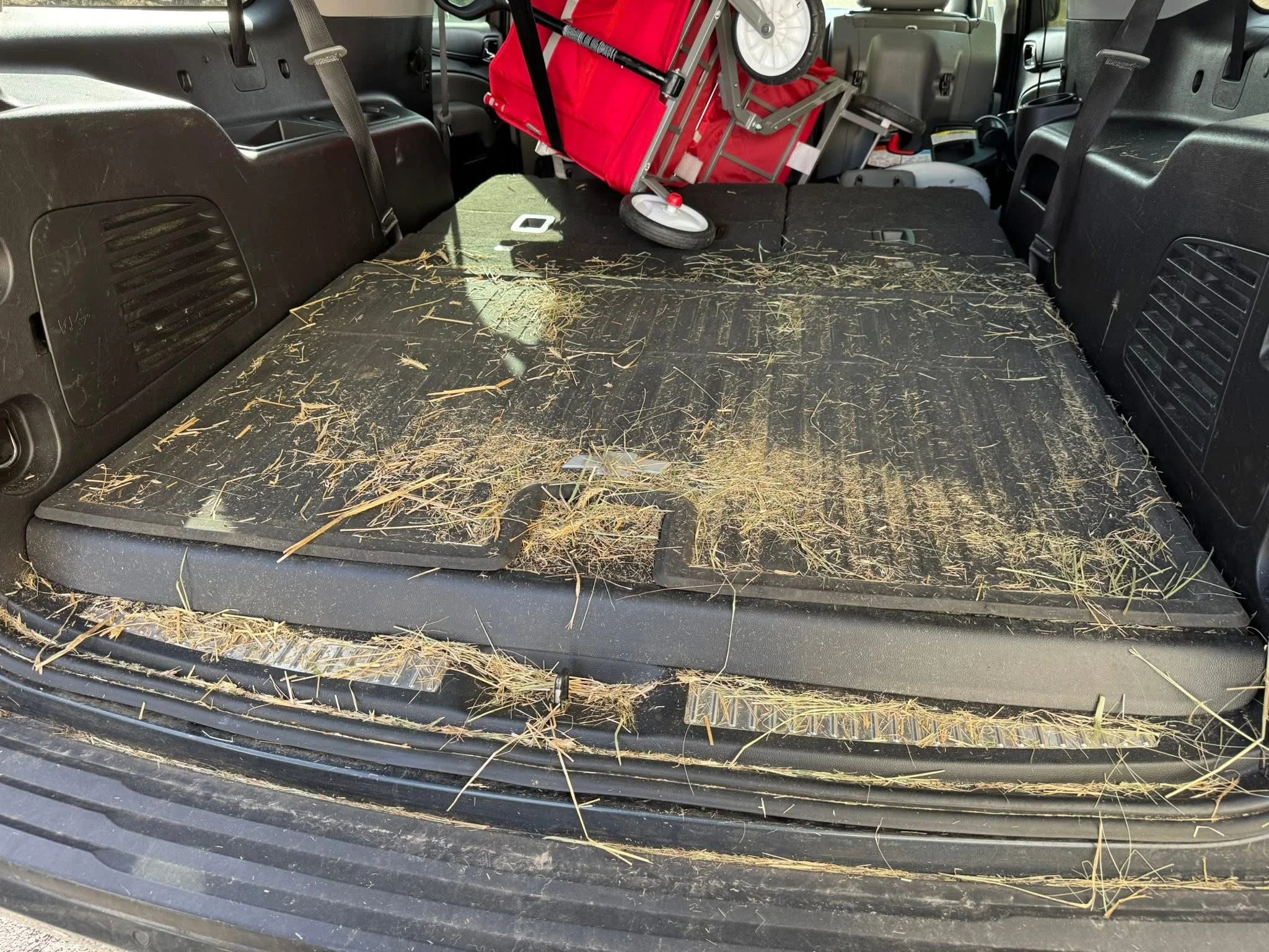 Photo of a car's back cargo area with the seats folded down, showing a mess of dried grass and straw.