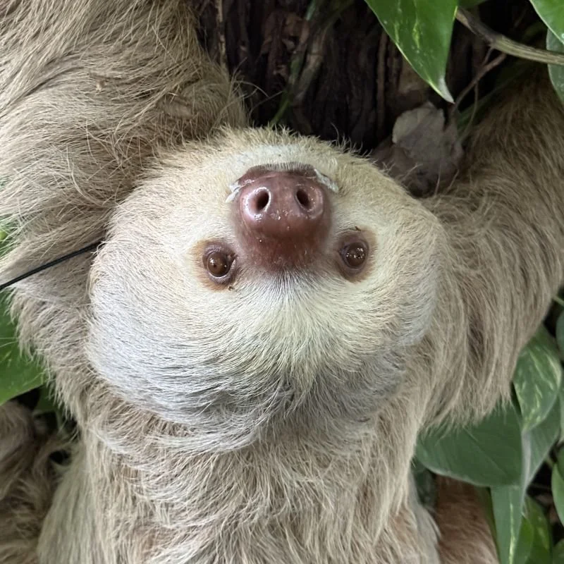 Adopt A Sloth: Deborah | Join the Movement Now — The Sloth Conservation ...