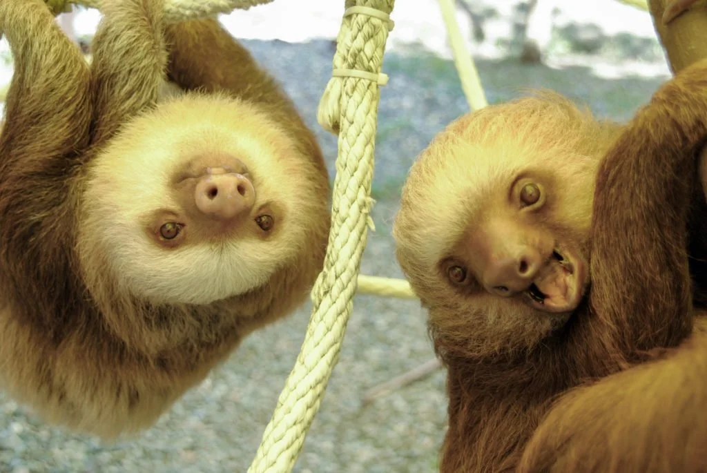 8 Facts You (probably) Didn't Know About Sloths' anatomy — The Sloth ...