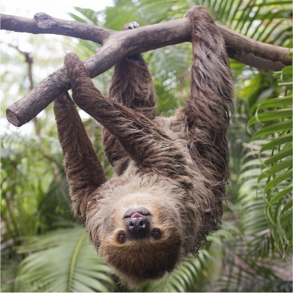The Etymology of Sloths' Names — The Sloth Conservation Foundation