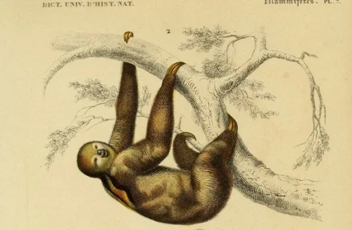 Why Are Sloths So Slow? — The Sloth Conservation Foundation