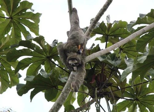 2014 | Mitigating the Squash Effect: Sloths Breathe Easily Upside Down ...