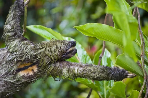 Top 10 incredible facts about the sloth — The Sloth Conservation Foundation