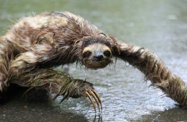Top 10 incredible facts about the sloth — The Sloth Conservation Foundation