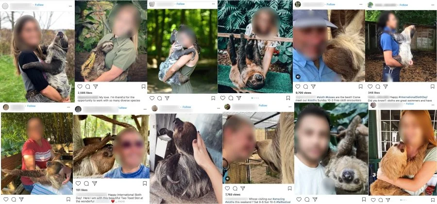 Sloth With Human Sloth Encounter Experiences: the Good, the Bad and the Ugly. — The ...