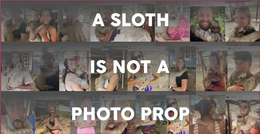 Sloth Agent Sloth Encounter Experiences: the Good, the Bad and the Ugly. — The ...