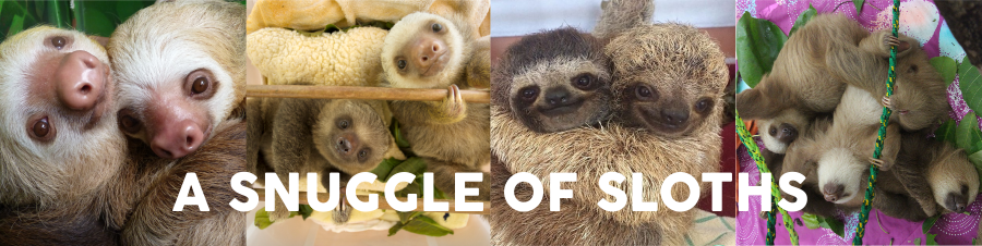 What do you call a Group of Sloths? — The Sloth Conservation Foundation
