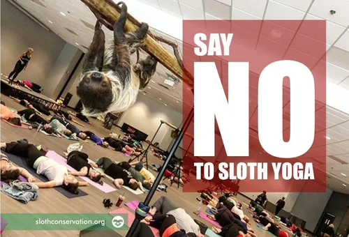 Sloth Encounter Experiences: the Good, the Bad and the Ugly. — The ...