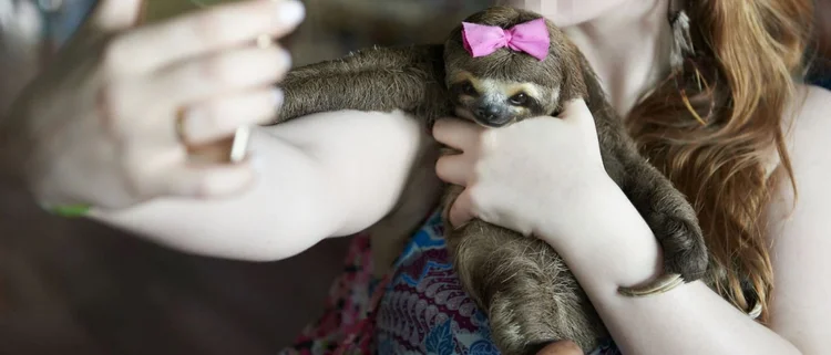 Sloth Encounter Experiences: the Good, the Bad and the Ugly. — The ...
