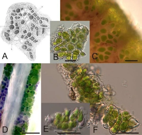 with-a-little-help-from-my-friends-sloth-hair-moths-and-algae-the