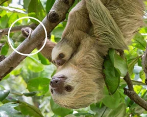 8 Facts You (probably) Didn't Know About Sloths' anatomy — The Sloth ...