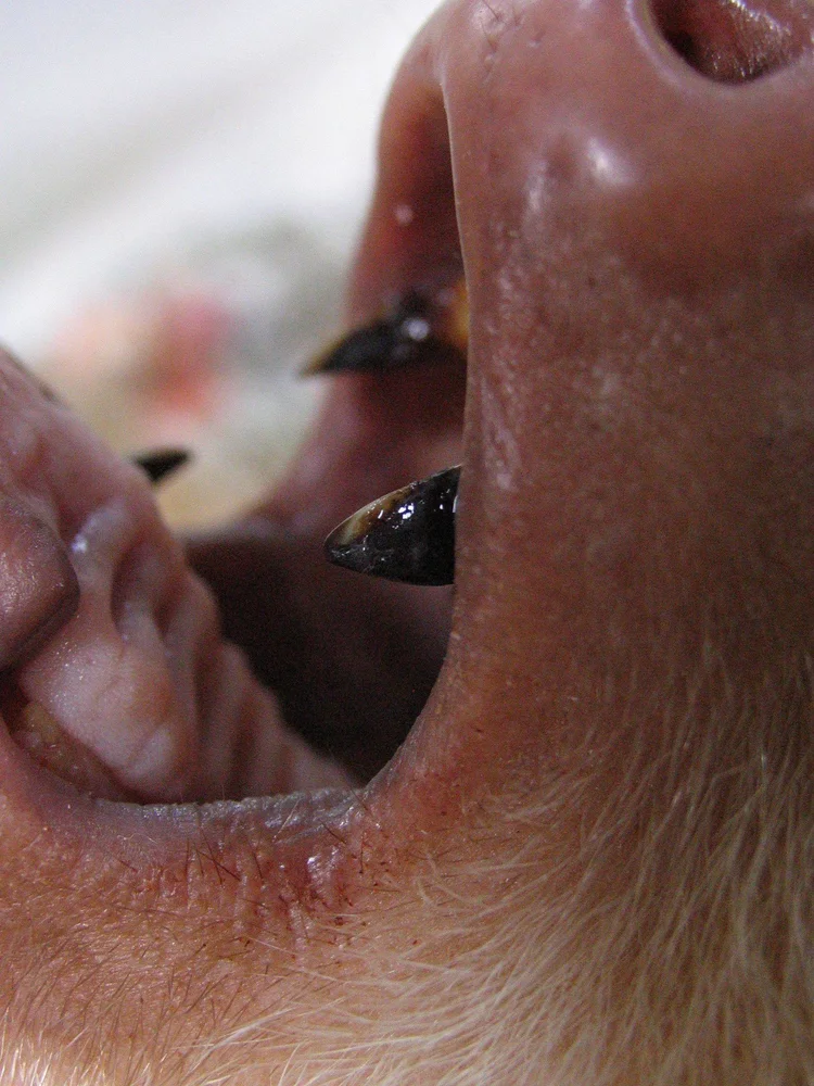Tooth Sloth Endo 8 Facts You (probably) Didn't Know About Sloths' anatomy — The Sloth ...