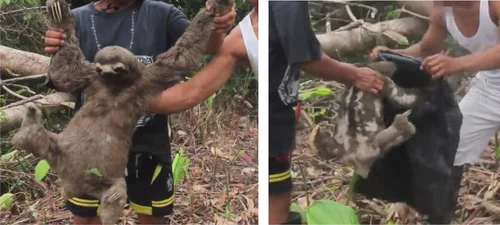 Sloth Encounter Experiences: the Good, the Bad and the Ugly. — The ...