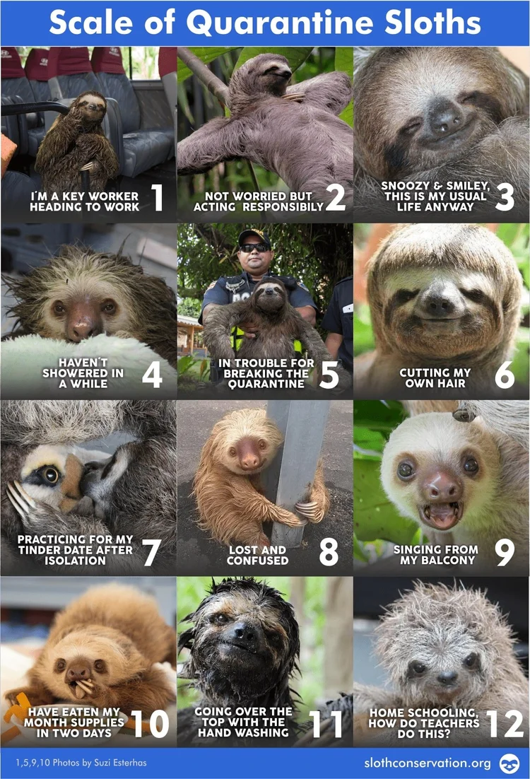 Sloth Rarity Chart What do sloths give to humanity? — The Sloth Conservation Foundation