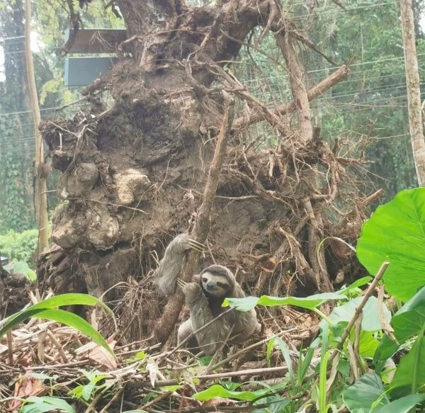 Luna: Her Illuminating Legacy — The Sloth Conservation Foundation