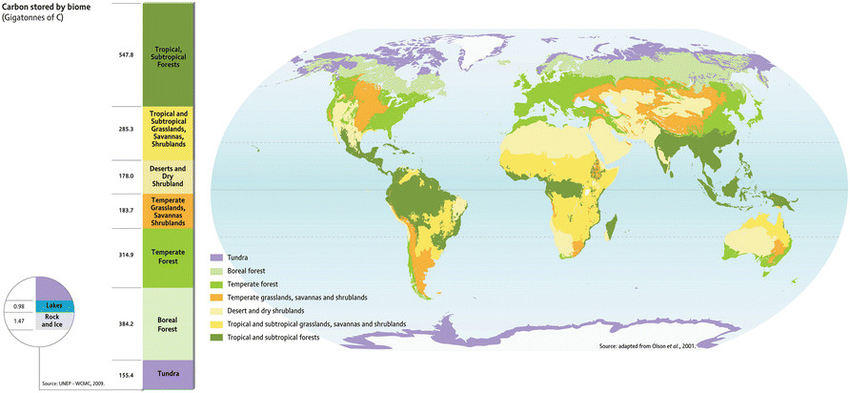 Sloth Distribution Forests, the sloths' home — The Sloth Conservation Foundation