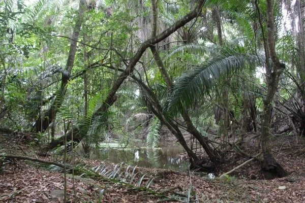 Sloth Home Forests, the sloths' home — The Sloth Conservation Foundation