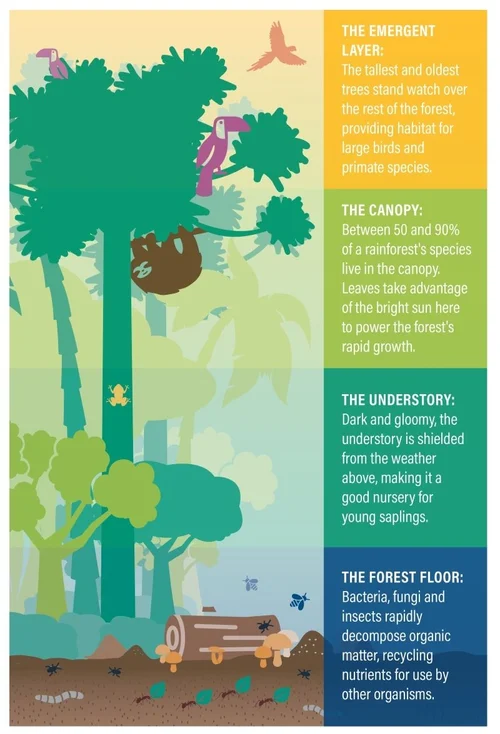 Sloth Home Forests, the sloths' home — The Sloth Conservation Foundation