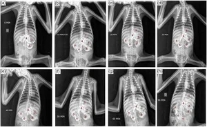 What Do Sloths Eat? Sloth Diet, Food, and Digestion — The Sloth ...