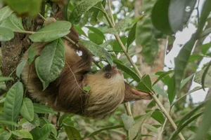 2023 | Unveiling the Behavior and Activity of Sloths — The Sloth ...