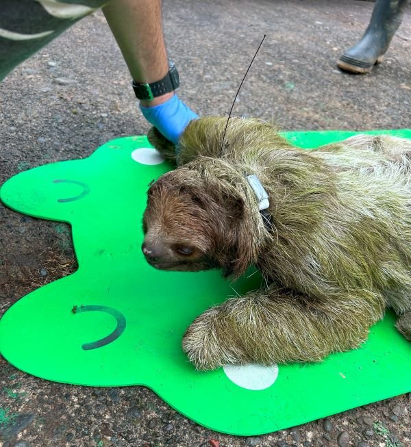 Sloth Gps Tracking SloCo Expedition to La Selva for GPS Collaring and Sample Collection ...
