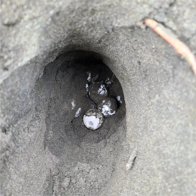 Sloth Versus Sea Turtles — The Sloth Conservation Foundation