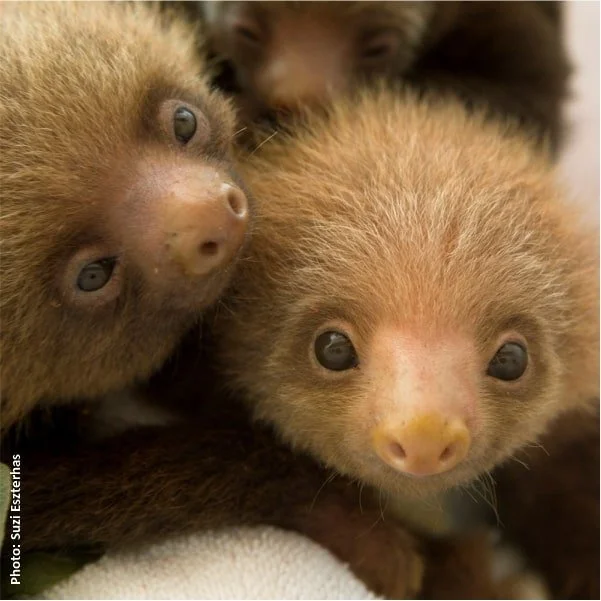 Beyond Cuteness: Why Sloths Are Loved Worldwide — The Sloth ...
