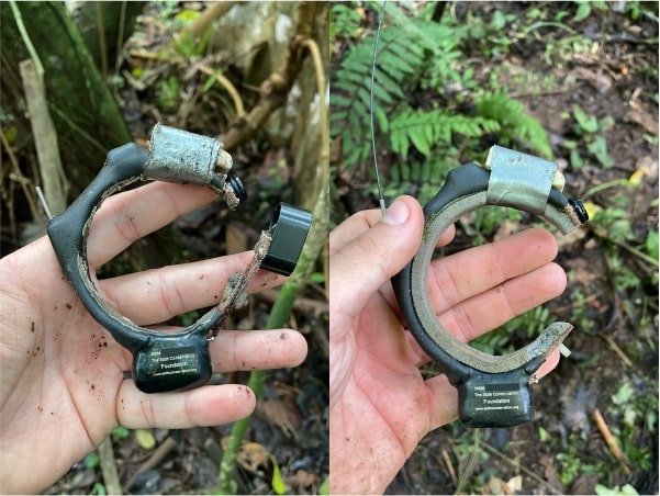 Sloth Gps Tracking La Selva Sloths | Retrieving the GPS Collars — The Sloth Conservation ...
