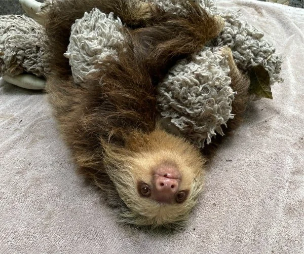 Sloth Gps Tracking La Selva Sloths | Retrieving the GPS Collars — The Sloth Conservation ...