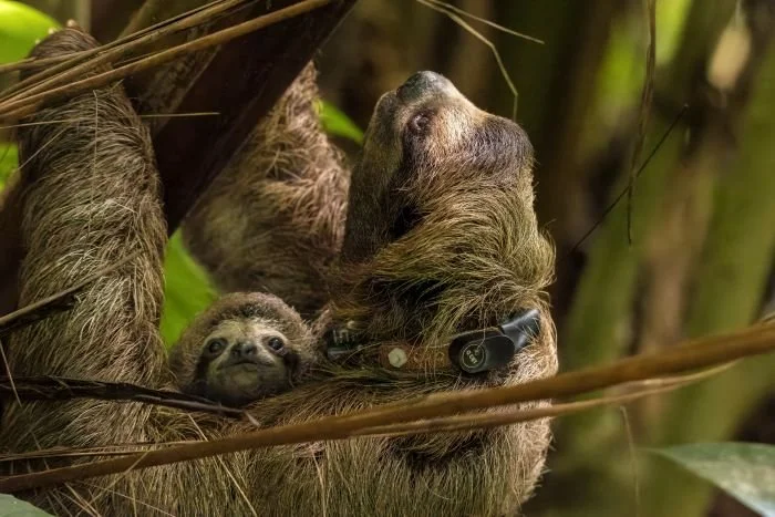Sloth Gps Tracking GPS Collars and Accuracy to Study Sloths — The Sloth Conservation ...