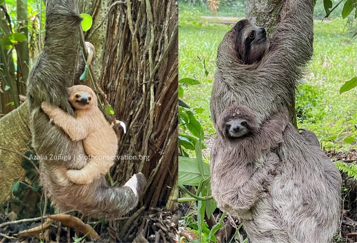 The First Ever Recorded Three-Fingered Sloth with Leucism! — The Sloth ...