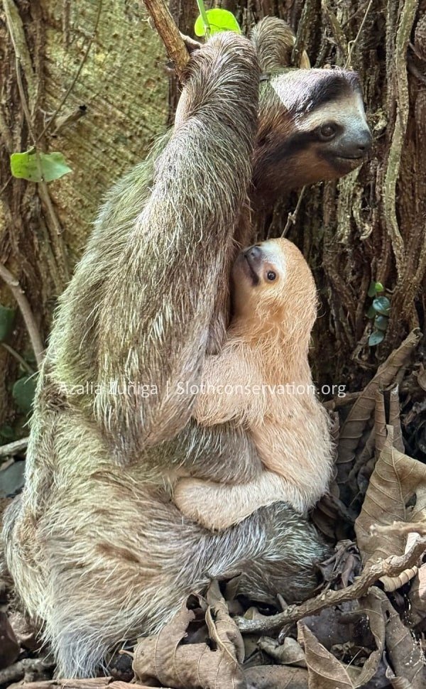 The First Ever Recorded Three-Fingered Sloth with Leucism! — The Sloth ...