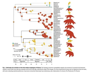 Sloth Rarity Chart The Rise and Fall of the Giant Sloths — The Sloth Conservation Foundation