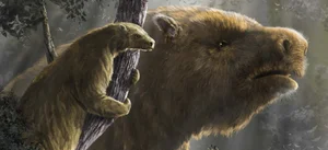 Sloth Awakening The Rise and Fall of the Giant Sloths — The Sloth Conservation Foundation