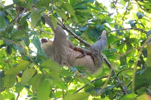 Why Do Sloths Eat the Placenta After Giving Birth?