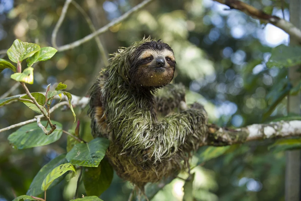 Sloth Science & Research | Join Conservation Efforts Today — The Sloth ...