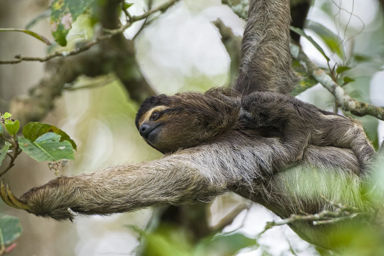 Why Sloths? | Support Sloth Conservation Today — The Sloth Conservation ...