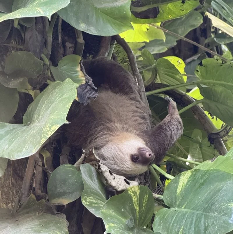 In The Same Tree | November 2025 