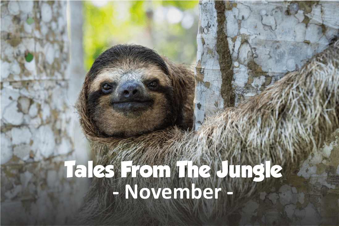 Tales from the Jungle | November 2025 