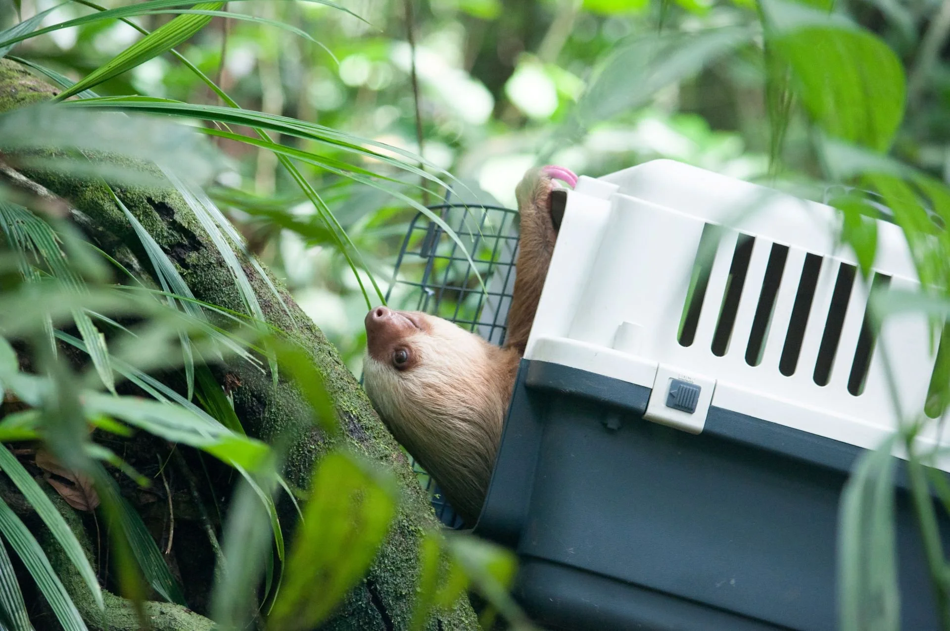 The Legal Sloth Trade And Trafficking