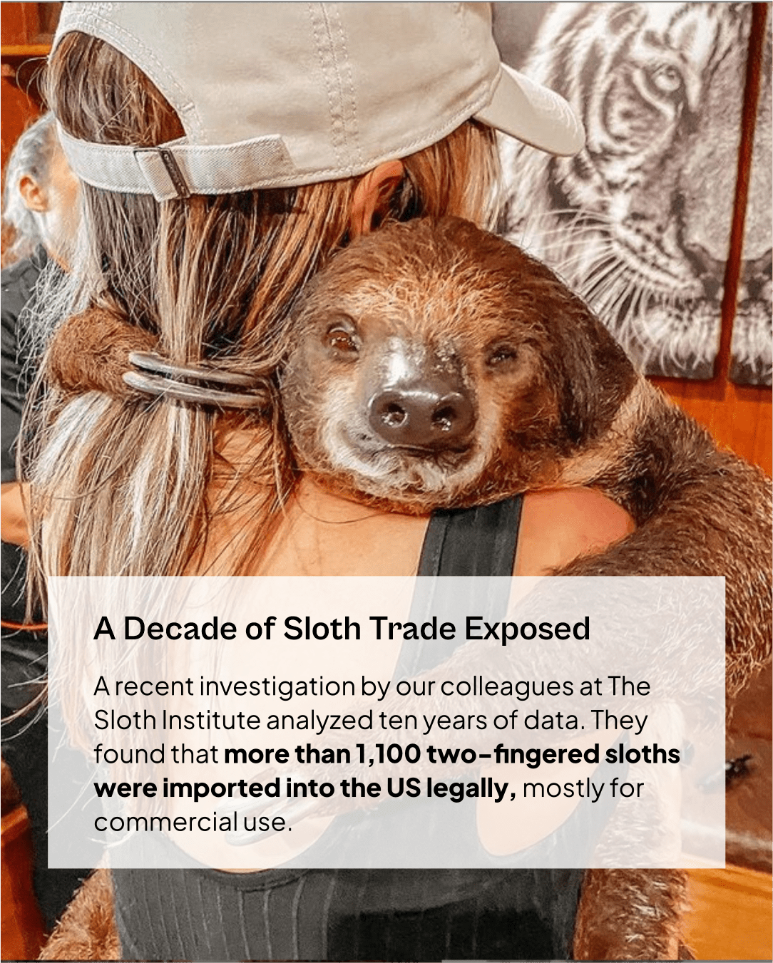 The legal sloth trade and trafficking\u003cbr/\u003e — The Sloth Conservation  Foundation, image size:1084x1351
