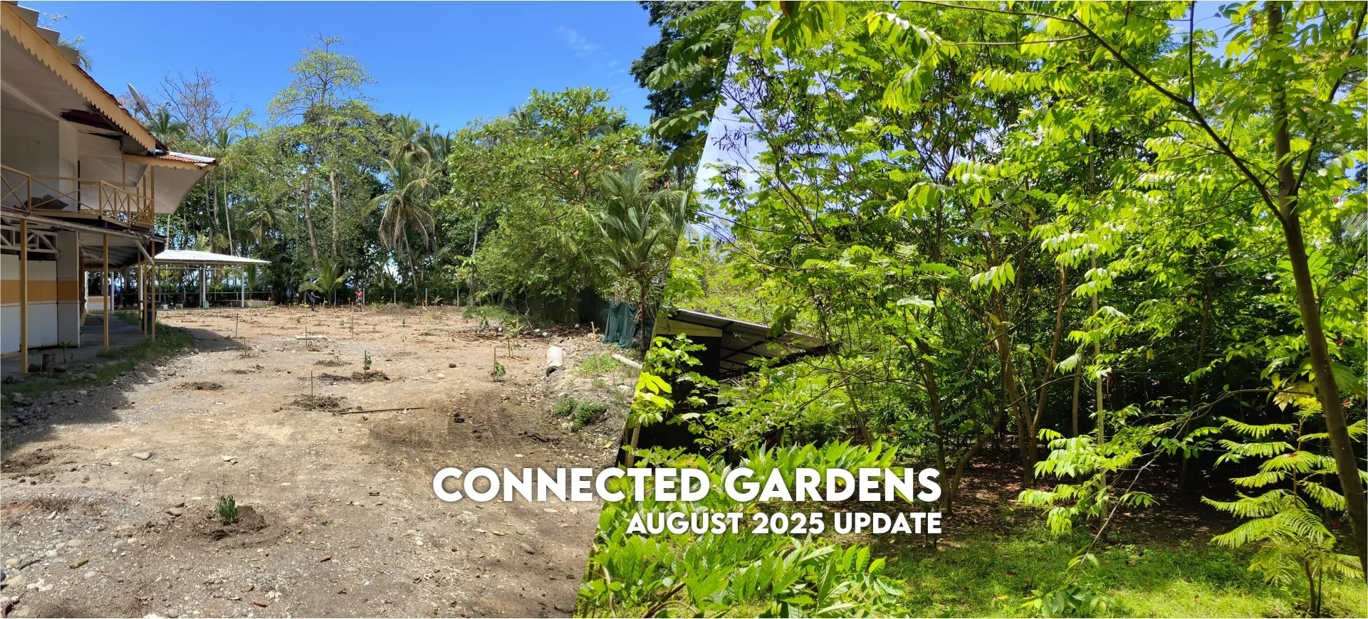 From Parking Lot to Little Forest | Connected Gardens Update #3 August 2025