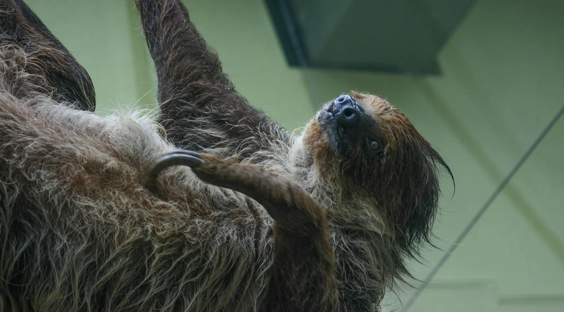 Sloth World Orlando and the Slotharium: Conservation or Entertainment?