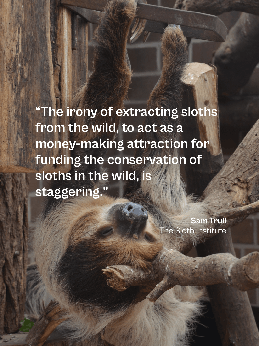 Tales from the Jungle | January 2026 — The Sloth Conservation Foundation